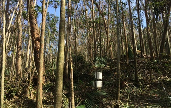Trees in research field site in Puerto Rico.
